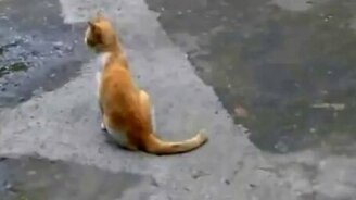 Бесстрашная дразнилка - смотреть видео (0:51)