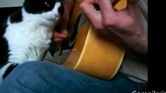 Ну, очень ласковые кошки! - смотреть видео (3:42)