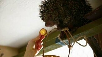 Забавное животное издаёт смешные звуки - смотреть видео (3:48)