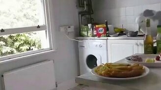 Наглая чайка-воровка - смотреть видео (1:09)