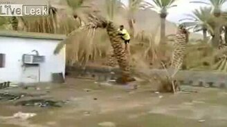 Сломал пальму своим весом - смотреть видео (0:26)