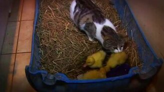 Кошка вырастила утят - смотреть видео (3:30)