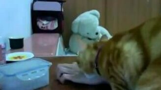 Кот, который всегда добивается своего - смотреть видео (0:57)