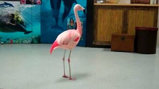 Фламинго в танце - смотреть видео (0:30)