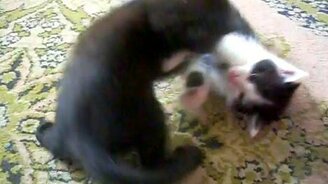 Эпичная битва котят - смотреть видео (0:41)