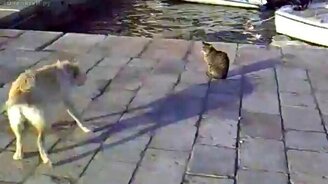 Кот-Будда - смотреть видео (0:59)