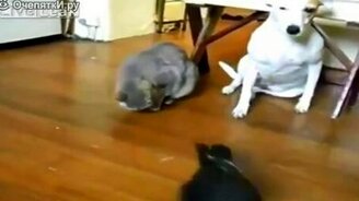 Весёлый животный мир - смотреть видео (5:57)