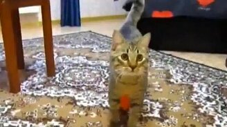 Кот и надувной шар - смотреть видео (1:07)