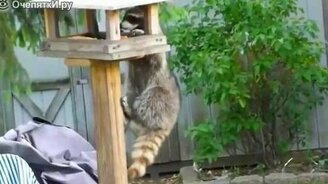 Приколы с енотами - смотреть видео (1:03)