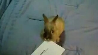 Кролик открывает письмо - смотреть видео (0:27)