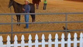 Кот-всадник - смотреть видео (0:10)