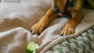 Собаки против цитрусовых - смотреть видео (1:54)