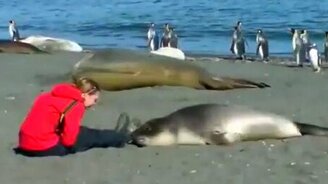 Девушка и нерпа - смотреть видео (5:36)