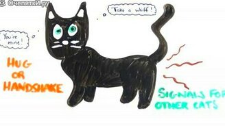 Коты с научной точки зрения - смотреть видео (2:46)