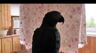 Попугай с человеком общается на равных - смотреть видео (4:05)