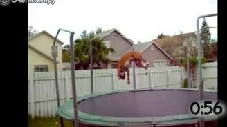 Собаки на батуте - смотреть видео (1:04)