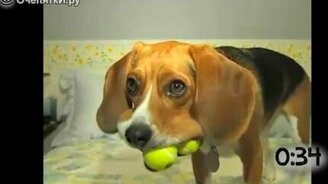 Животные играют с теннисными мячами - смотреть видео (0:59)