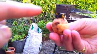 Шмель, дай пять! - смотреть видео (0:39)