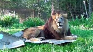 Большие кошечки любят коробочки - смотреть видео (2:48)