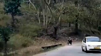 Женщина против слона - смотреть видео (0:42)