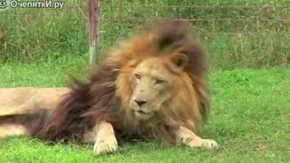 Большие кошки против зеркала - смотреть видео (3:50)