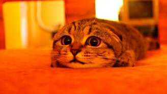 Взгляд у кота - просто бомба - смотреть видео (0:57)