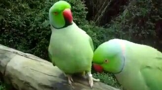Два попугая общаются - смотреть видео (0:45)