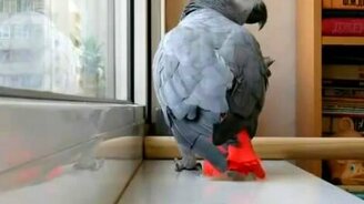 Попугай поёт песню Анни Лорак - смотреть видео (3:26)