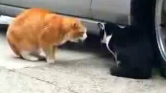 Коты ругаются - смотреть видео (1:22)