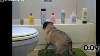 Мопсы такие мопсы! - смотреть видео (1:01)