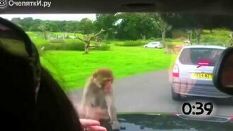 Питомцы против автодворников - смотреть видео (1:01)