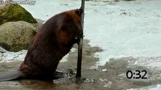 Как бобры валят стволы - смотреть видео (1:04)