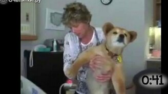 Собаки умеют лечить - смотреть видео (1:00)