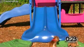 Питомцы катаются с горки - смотреть видео (1:00)