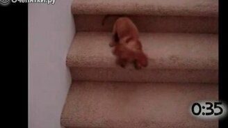 Щенята, страшащиеся лестниц - смотреть видео (1:04)