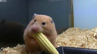 Хомяк спрятал за щёку початок кукурузы - смотреть видео (0:42)