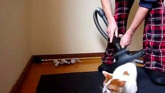 Пылесоска кота - смотреть видео (0:26)