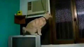 Самые прикольные кошки и коты - смотреть видео (2:03)