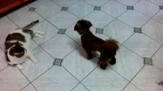 Толстый кот против тонкой собачки - смотреть видео (1:14)