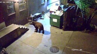 Медведь утащил мусорный бак - смотреть видео (1:52)