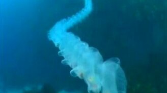 Редкое существо из океанских глубин - смотреть видео (1:16)