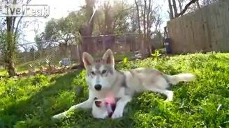 Дружба волка и котёнка - смотреть видео (0:37)