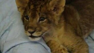 Милый и опасный детёныш леопарда - смотреть видео (0:53)