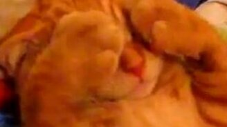 Тоша спит - смотреть видео (1:00)