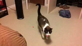 Котопёс носит игрушку - смотреть видео (1:13)