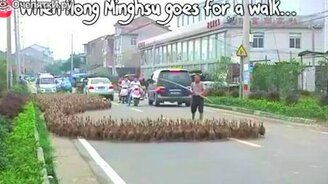 Выгуливание 5 000 уток - смотреть видео (1:11)