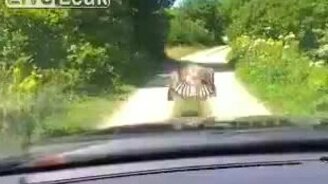 Сторожевой орел - смотреть видео (2:35)