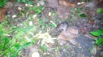 Как влияет еда из МакДональдса - смотреть видео (1:59)