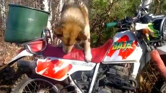 Дрессированный симпатяга - смотреть видео (0:26)