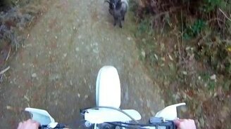 Встреча двух баранов... - смотреть видео (2:22)